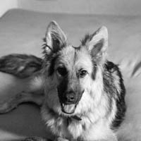 Working dog